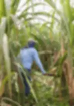 Sugar cane harvesting organic farm at luxury Belize Eco-lodge Copal Tree Lodge.webp