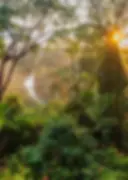 Sustainability at luxury Belize Eco-lodge Copal Tree Lodge (2).webp