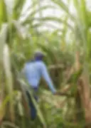 Sustainability at luxury Belize Eco-lodge Copal Tree Lodge (1).webp