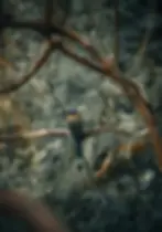 Mott Mott at luxury Belize Eco-lodge Copal Tree Lodge.webp