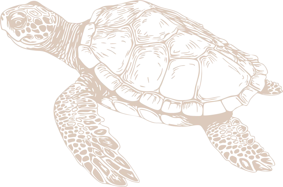 Island-Jungle Packages Graphics-03.webp