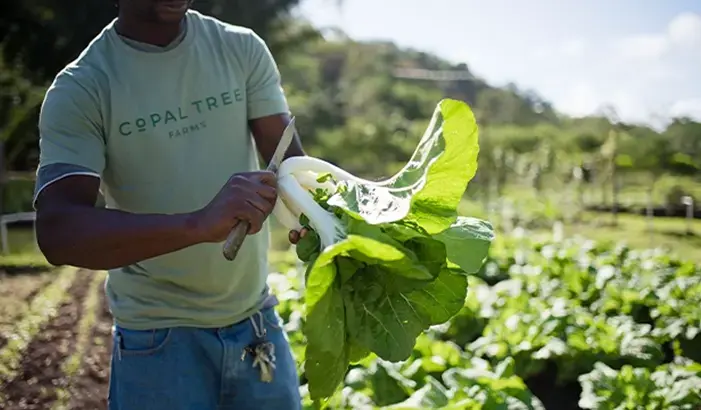 Farm to table organic dining at Belize Eco-lodge Copal Tree Lodge 1.webp