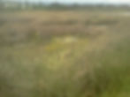 Shoreline Marshland.jpg
