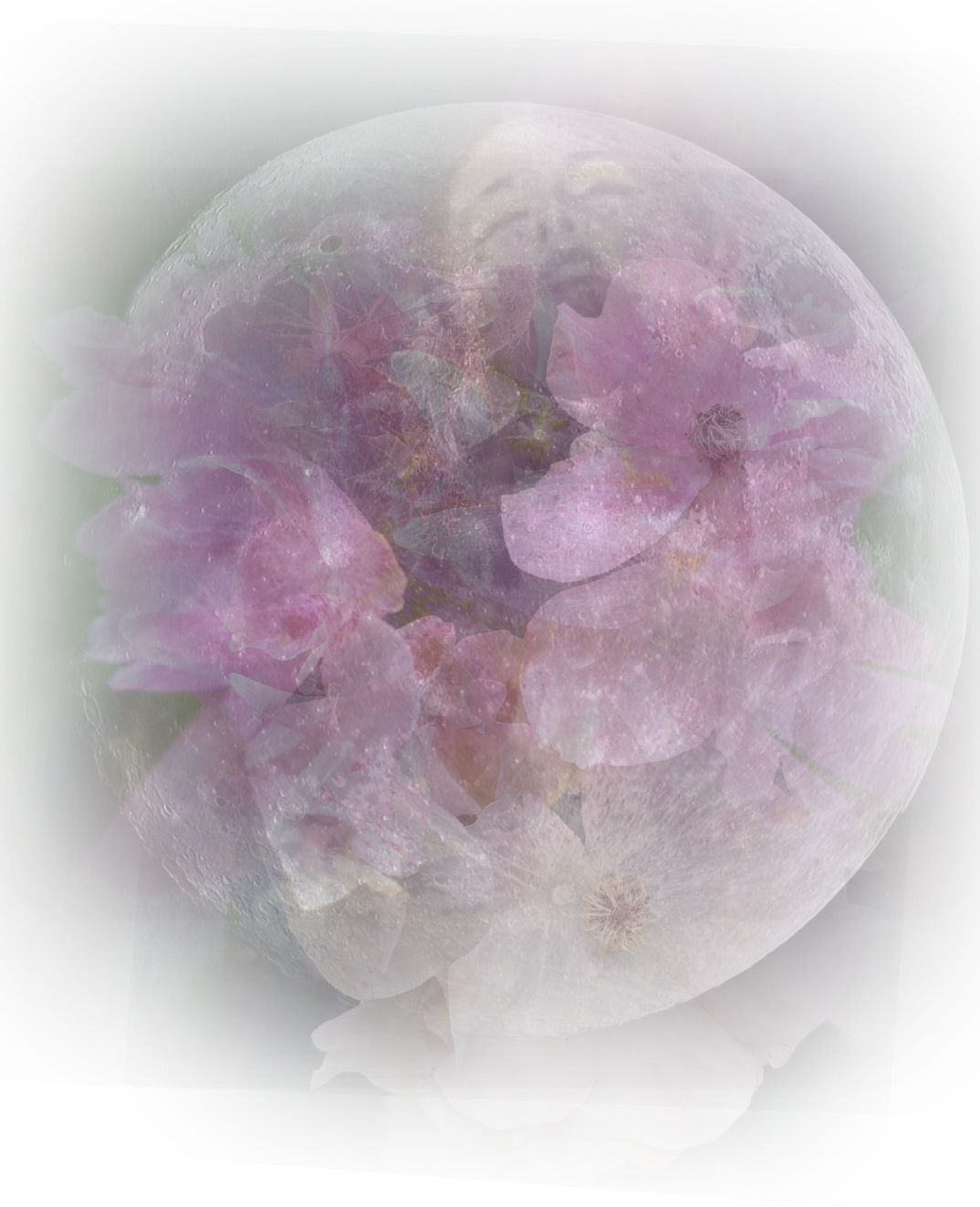 Orchid Moon