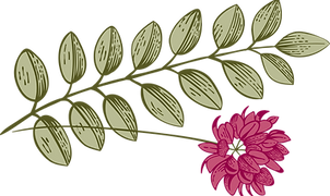 Botany _edited_edited_edited.p