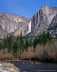 Mule Deer cross the Merced River in California's Yosemite National Park