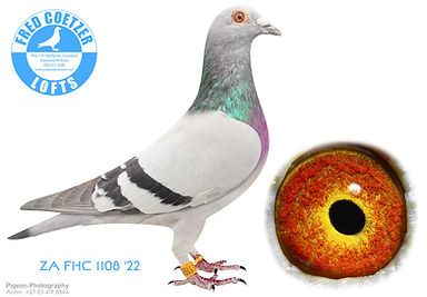 4a) ZA FHC 1108 '22.jpg