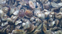 IMGP4965.JPG