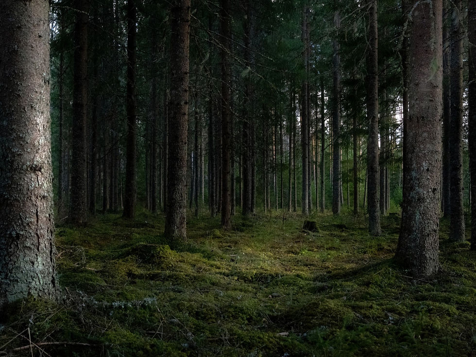 Drewno to przyszłość