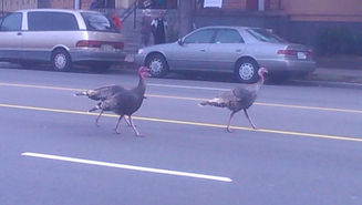 How Many Turkeys Does ...