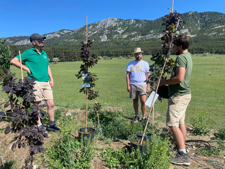 Plantation participative aux Monts d’Azur