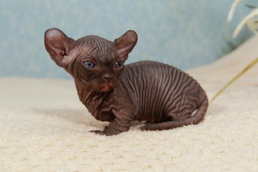 Adoption Prices Purrbastet Sphynx Bambino Elf S