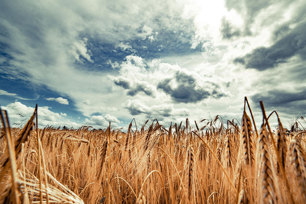 Wheatfield Image.jpg