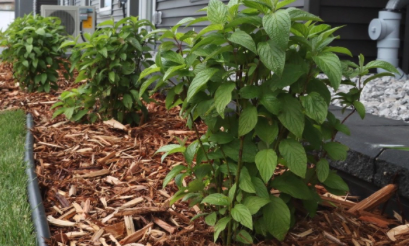 Shrubs being pruned outside commercial office entrance.”