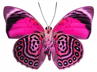 maripossa.jpg