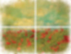Poppies Field of Flowers Transfer