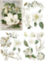 Magnolia Garden Dixie Belle Transfer