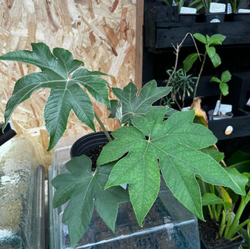 Green Schefflera plant in glass terrarium