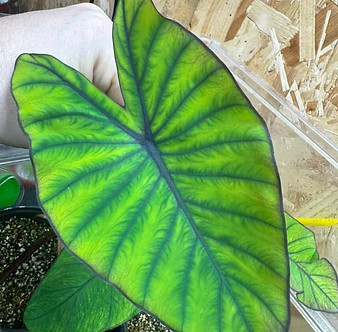 Colocasia Blue Hawaii