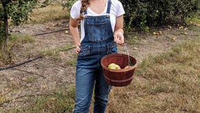 Apple Picking and Maple Apple Bars 
