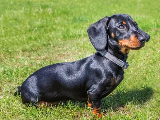 Black dachshund with a collar sits on green grass, looking alert. Sunlight highlights its shiny coat.
