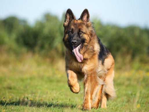 Recall: Why Your Dog Refuses to Come When Called – And How to Fix It 1
