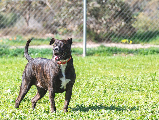 Brindle dog with a red collar stands alert on a grassy field, facing right. Sunny day with blurred fence and greenery in the background.