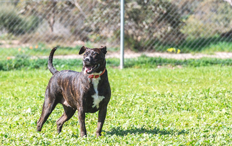 Brindle dog with a red collar stands alert on a grassy field, facing right. Sunny day with blurred fence and greenery in the background.