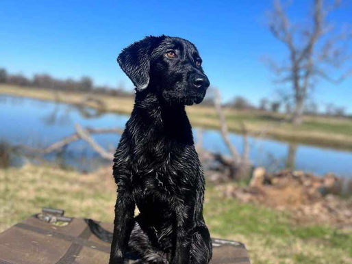 Wet black dog sits on a cot by a pond under a clear blue sky. The scene is peaceful with grass and a tree in the background.