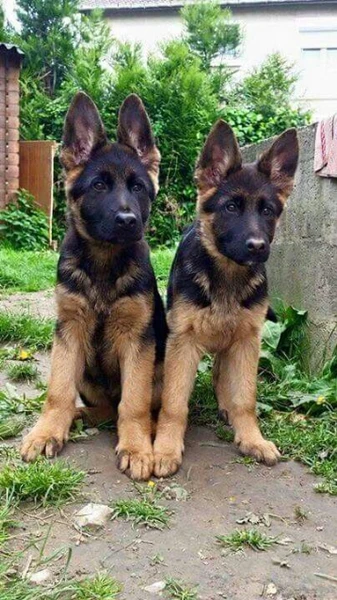Two German shepherd puppies are posing for camera