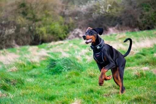 Doberman coming when called during recall training