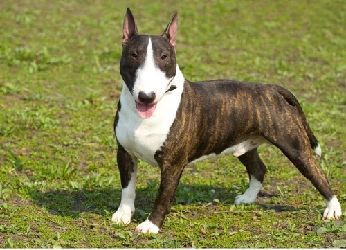 English bull terrier with focus looks at camera l Dog Behaviourist Online