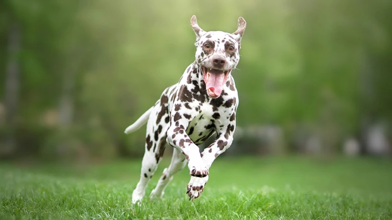 overexcited Dalmatian dog is running on the grass l Dog Behaviourist Online