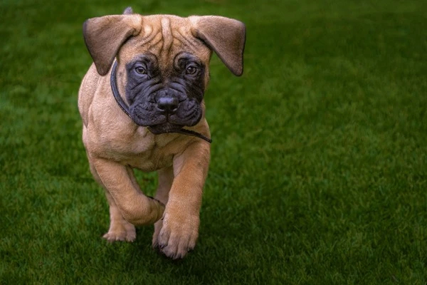 Bullmastiff puppy is running on the grass