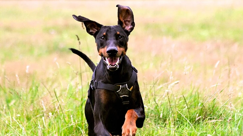 online puppy training course for puppies