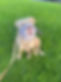 Xl bully dog wearing purple muzzle and brown harness with lead is sitting on the grass, looks very relaxed