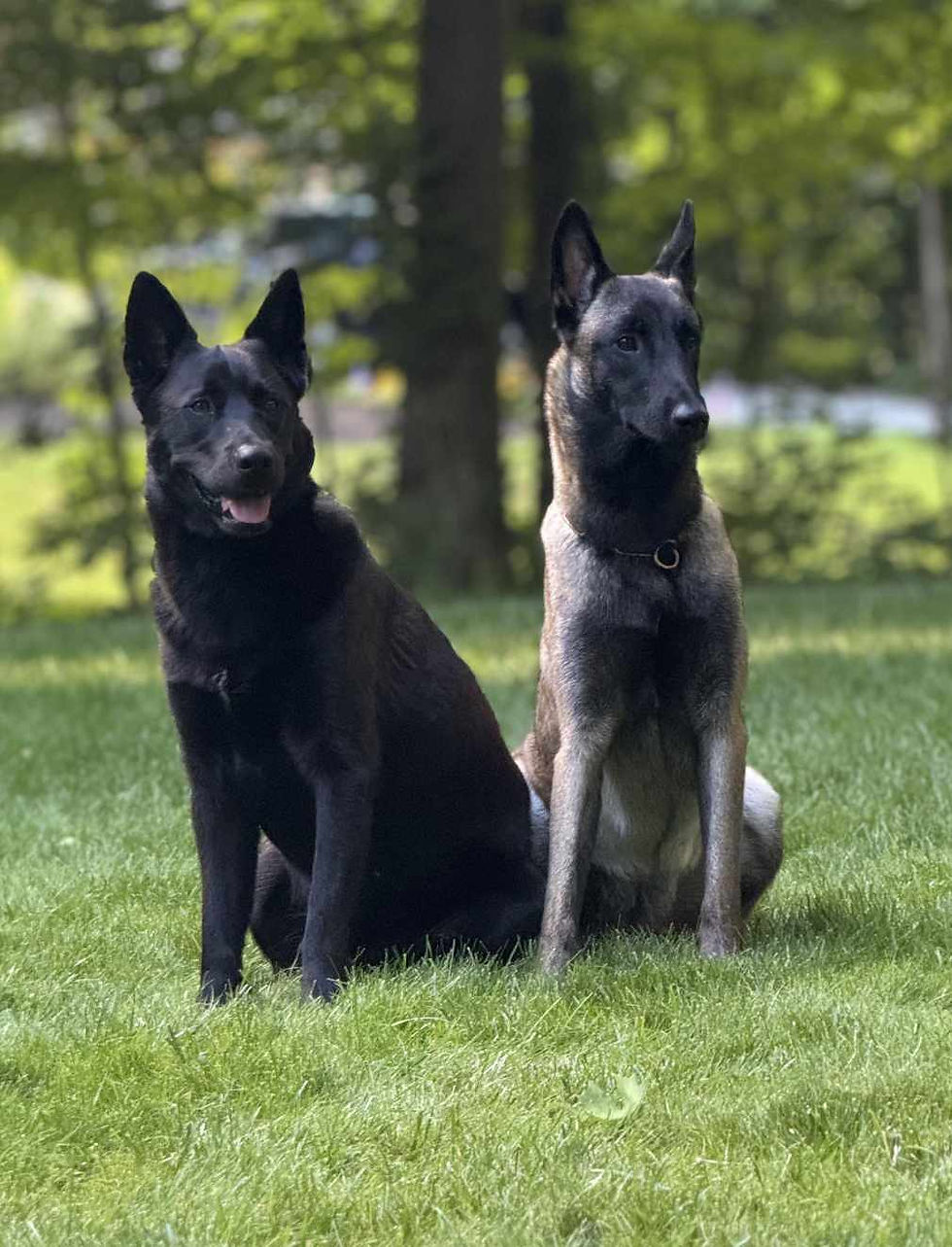 Two Belgian Malinois dogs sit on green grass in a sunny park, one black and one tan-black, both alert and calm.