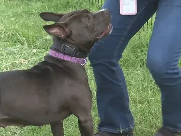 Possessive dog looks at his owner
