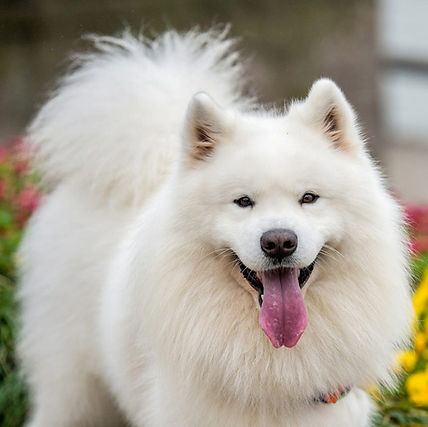 Samoyed dog looks at camera, flowers are visible in background l Dog Behaviourist Online