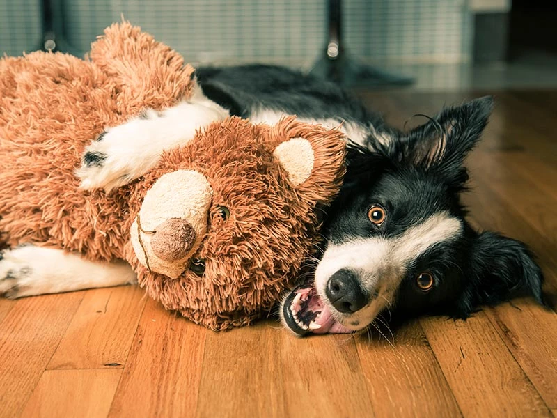 Border Collie holds plush toy while laying on the wooden floor l Dog Behaviourist Online