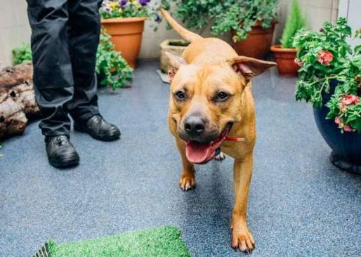 Why Dogs Become Anxious or Nervous — And How You Can Help Them Thrive