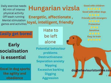 Facts about Hungarian Vizsla breed dogs