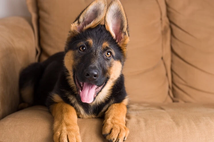 German shepherd puppy lays on brown sofa