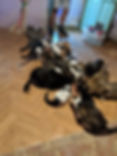 IMG_20190901_192242