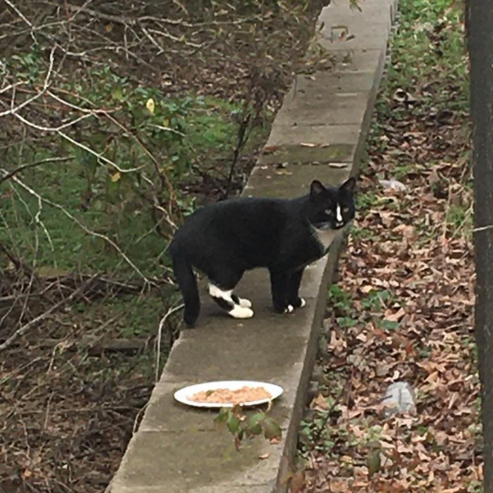 cat food donations, feral cats, TNR, monroe nc, charlotte nc  