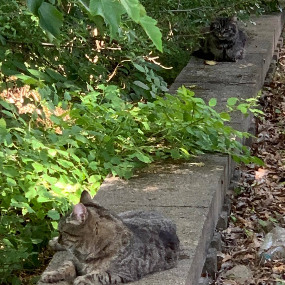 cat food donations, feral cats, TNR, monroe nc, charlotte nc  