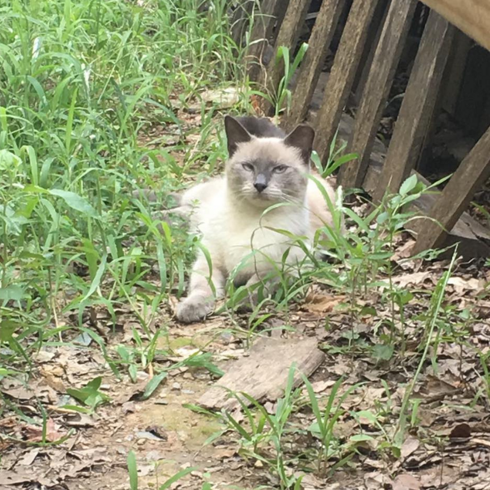 cat food donations, feral cats, TNR, monroe nc, charlotte nc  