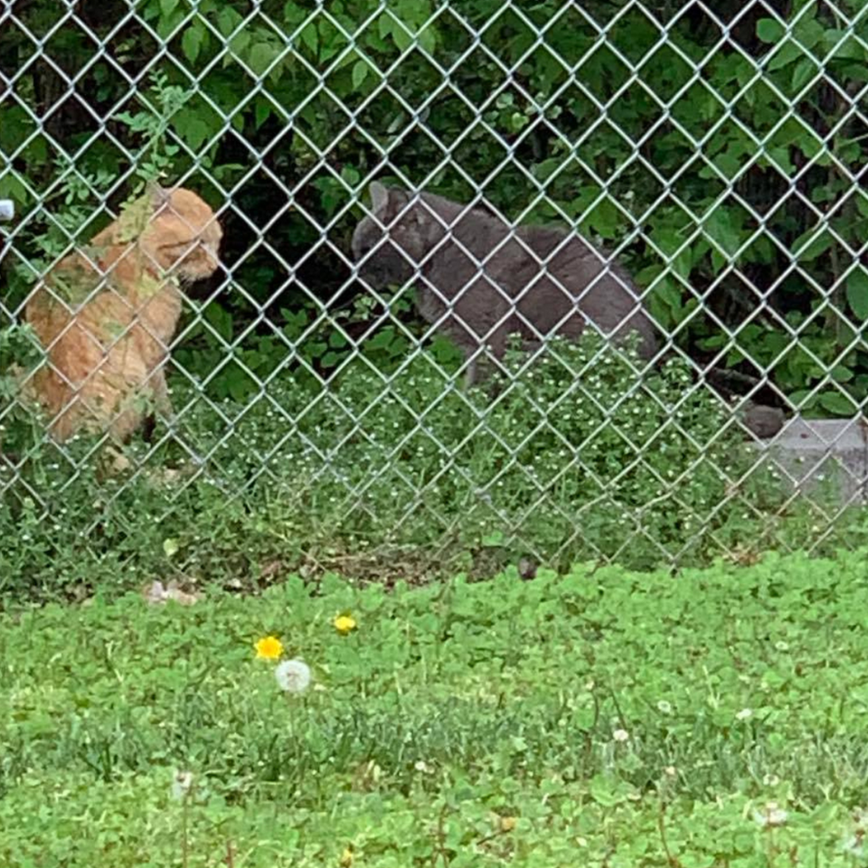 cat food donations, feral cats, TNR, monroe nc, charlotte nc  