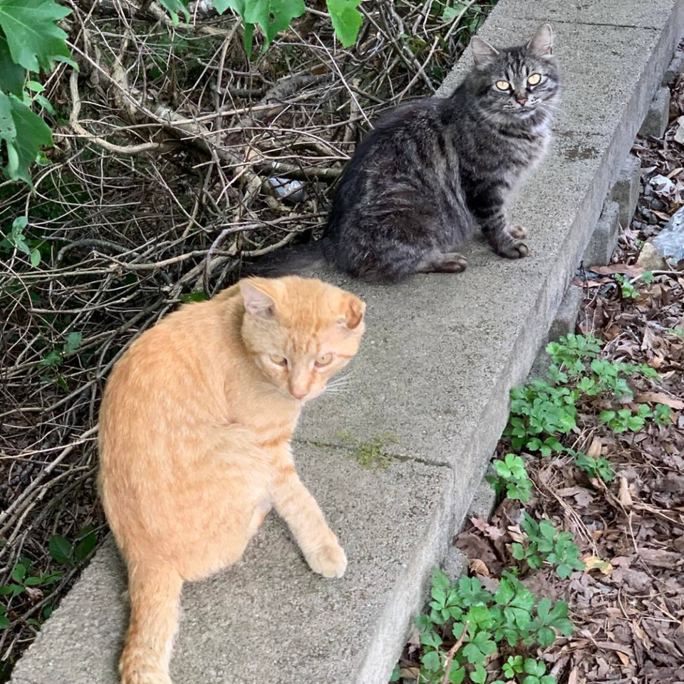 cat food donations, feral cats, TNR, monroe nc, charlotte nc  