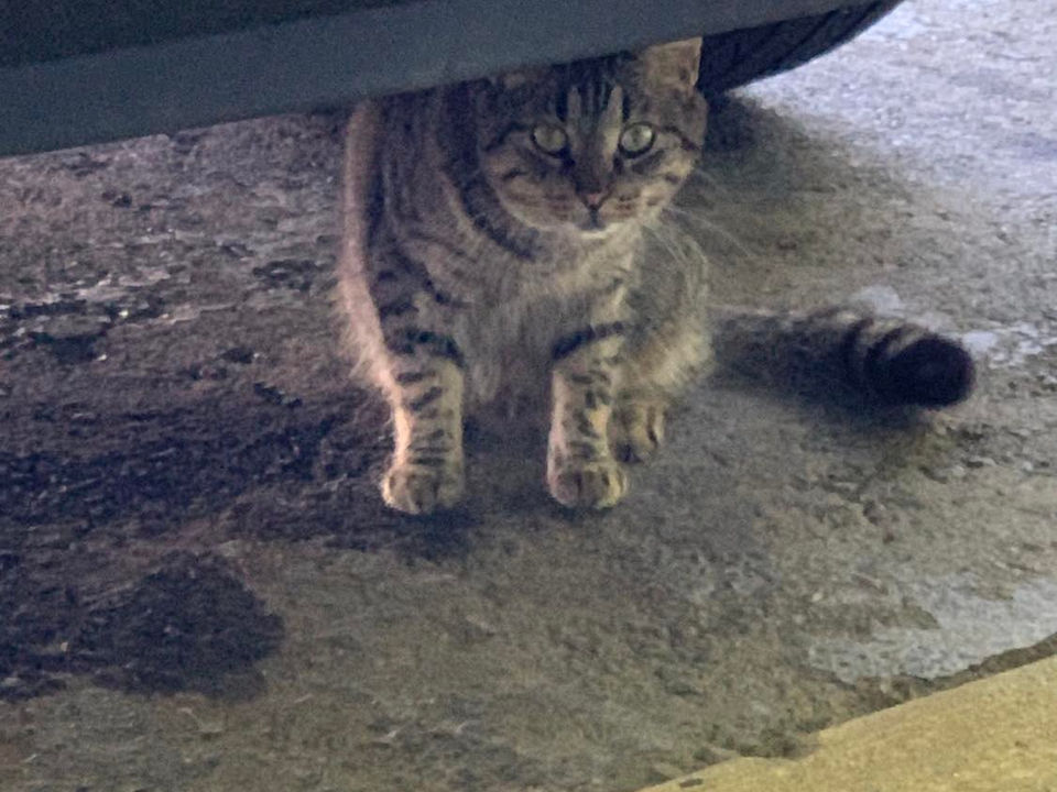 cat food donations, feral cats, TNR, monroe nc, charlotte nc  